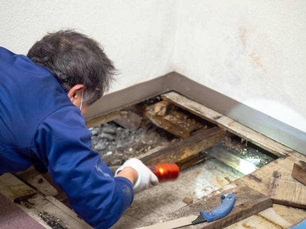 Best DIY Mold Remediation Support Services in Hobbs, NM