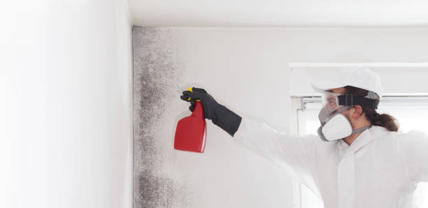 Best Attic Mold Remediation in Hobbs, NM